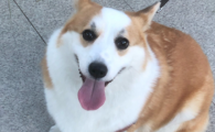 狗狗眼有黄脓状眼屎,流鼻涕,打喷嚏