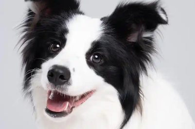 狗吃塑料袋多久拉出来一次 狗吃塑料袋多久拉出来一次
