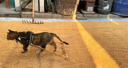 狸花猫会犁麦子。网友:要不然怎么叫犁猫呢 狸花猫会犁麦子。网友:要不然怎么叫犁猫呢