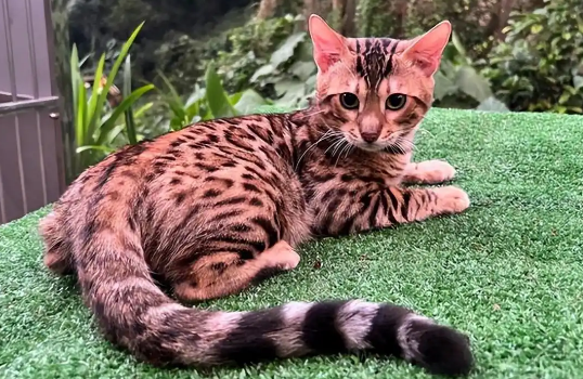 猫瘟疫苗需要每年加强接种吗 猫瘟疫苗需要每年加强接种吗