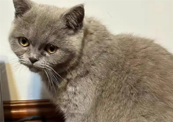猫咪拉软便还吐但精神还好 猫咪拉软便还吐但精神还好