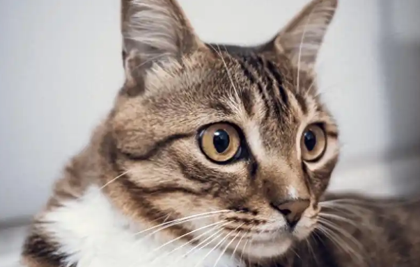 猫抽搐后精神萎靡正常吗