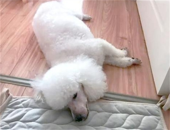 狗狗排小便困难怎么办