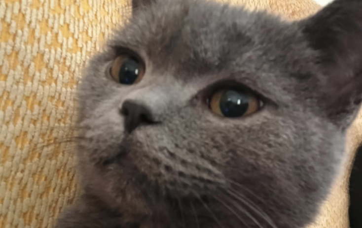 猫吃头发会缠绕肠道吗 猫吃头发会缠绕肠道吗