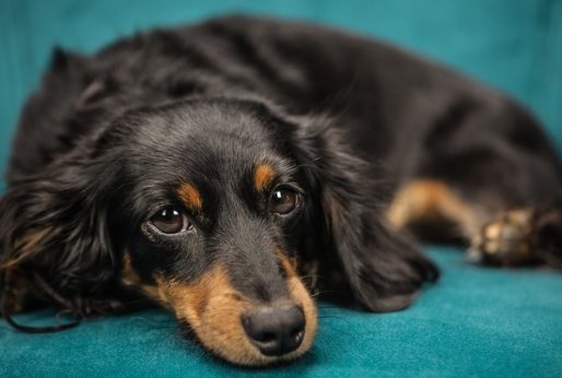 狗肾衰竭晚期还能有办法治疗挽回吗? 狗肾衰竭晚期还能有办法治疗挽回吗?