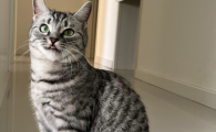 猫忽然只吃东西不喝水了