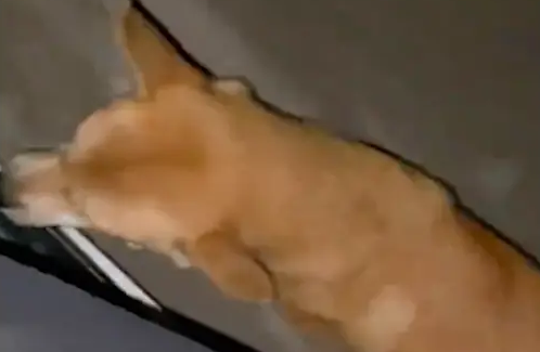 喂了几次小卖部老板的狗后,每次它都要上自己的车! 喂了几次小卖部老板的狗后,每次它都要上自己的车!