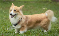 威尔斯柯基犬究竟是中型犬还是小型犬？揭秘它的隐藏身份！