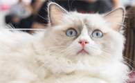 猫抽搐后食欲下降怎么办