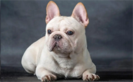 狗狗便血且体温升高是犬瘟热吗