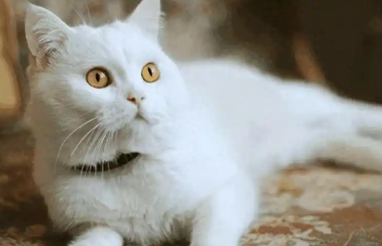 猫抽搐可能是哪些健康问题引起的