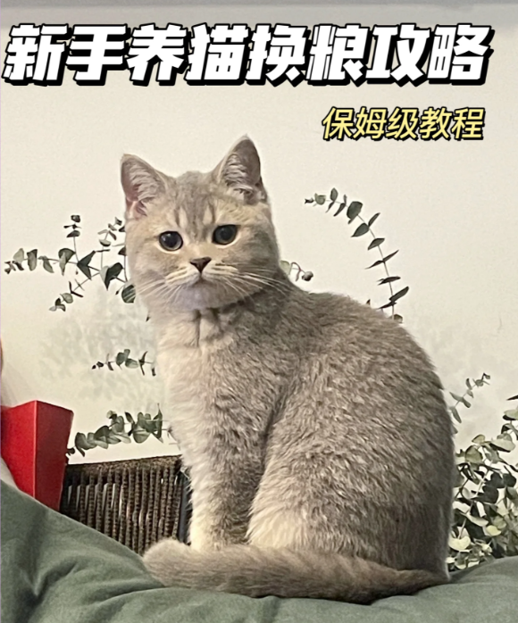 猫粮能经常换吗?老吃同一种它会腻吗? 猫粮能经常换吗?老吃同一种它会腻吗?