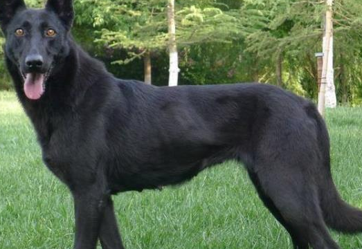 这几种犬不仅是优秀的护卫犬,也是优秀的工作犬 这几种犬不仅是优秀的护卫犬,也是优秀的工作犬