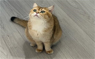 猫咪误食异物，会出现哪些危险症状​