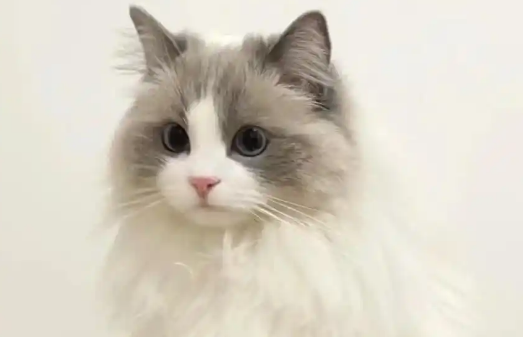母猫绝育后多久可以洗澡？