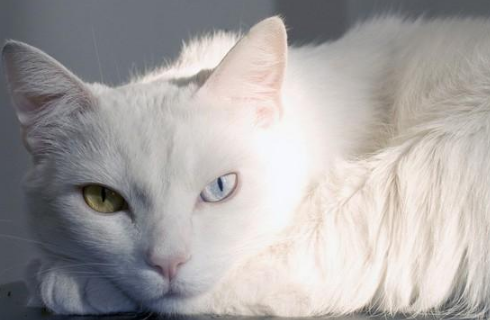 猫咪绝育期间能洗澡吗? 猫咪绝育期间能洗澡吗?