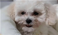 狗狗为什么会鼻泪管堵塞