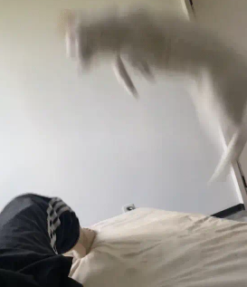 男子放屁把猫熏得弹射起飞。网友:你一屁把它崩飞了 男子放屁把猫熏得弹射起飞。网友:你一屁把它崩飞了