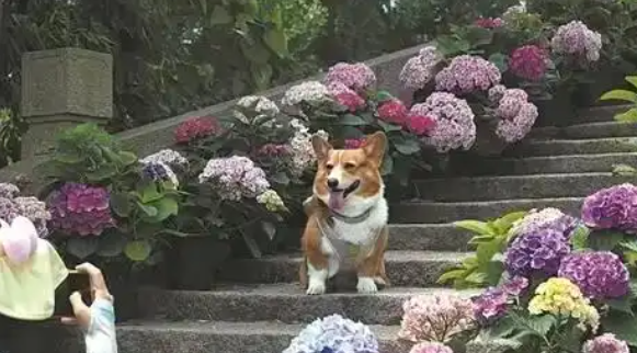 “毛孩子”驱动“它经济”成消费市场黑马 “毛孩子”驱动“它经济”成消费市场黑马