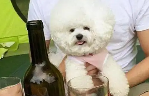 城市养宠新趋势：黏人精小型犬如何颠覆六成家庭的认知？