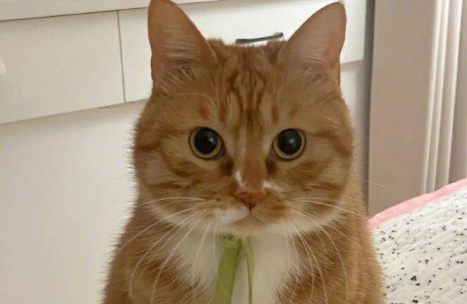 猫咪鼻子不通气能自愈吗怎么办 猫咪鼻子不通气能自愈吗怎么办
