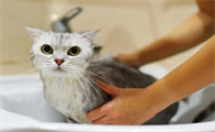 猫咪洗澡注意些什么