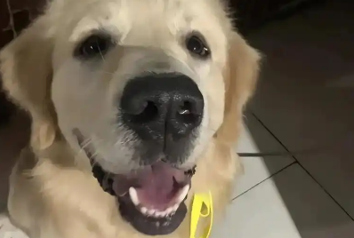 湖南永州一只金毛犬疑在餐馆蹭空调被打死