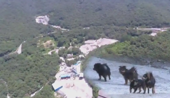 乡村公路五只流浪狗的救援行动与未来