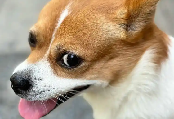 狗瘟和细小有什么区别