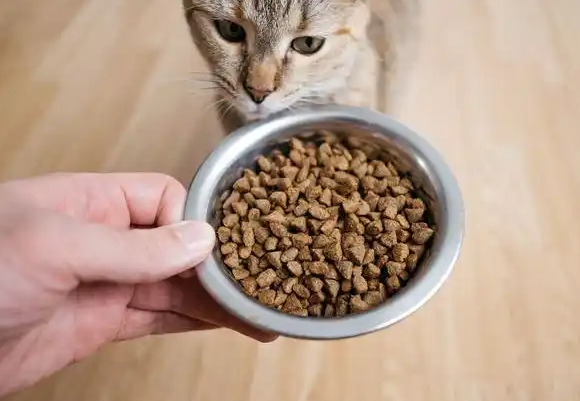 铲屎官想知道猫粮档次排名吗？看这里！