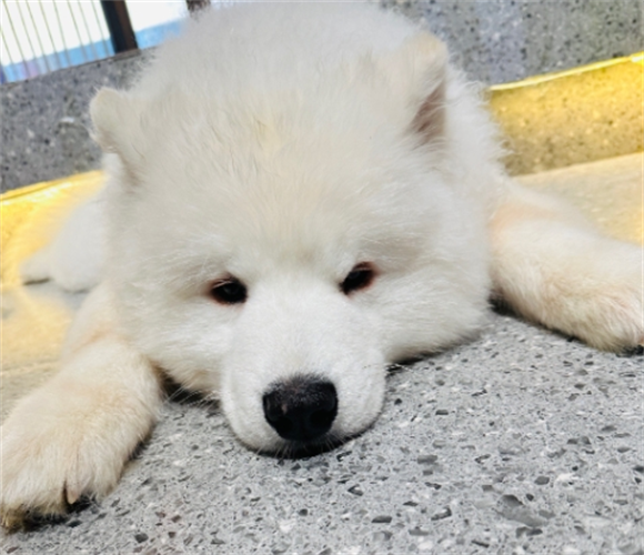 小狗发高烧了怎样有效的降温 小狗发高烧了怎样有效的降温