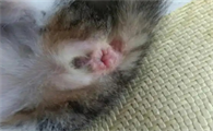 猫咪大便后肛门有血是怎么回事