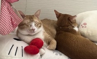 良心猫粮推荐，诚实一口以诚待宠，一口安心