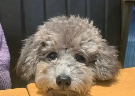 原来泰迪这个颜色这么贵,难怪养的人这么少 原来泰迪这个颜色这么贵,难怪养的人这么少