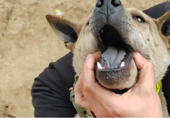 黄石箭毛犬,被遗忘的“猎犬之王” 黄石箭毛犬,被遗忘的“猎犬之王”
