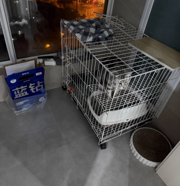 猫砂多久彻底换一次？关于养猫的那些事