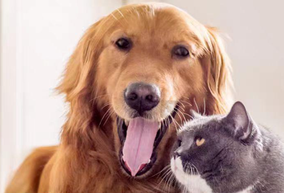 加拿大宠物品牌虚假宣传：3 万元罚单背后的行业乱象