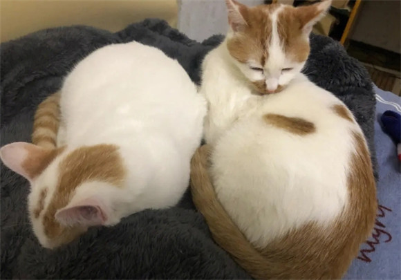 宠物猫的妊娠期多少天