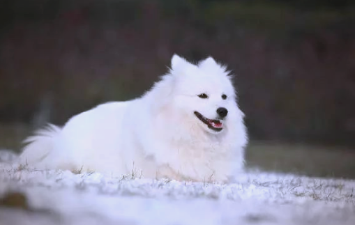 狗骨折后如何缓解疼痛和不适 狗骨折后如何缓解疼痛和不适