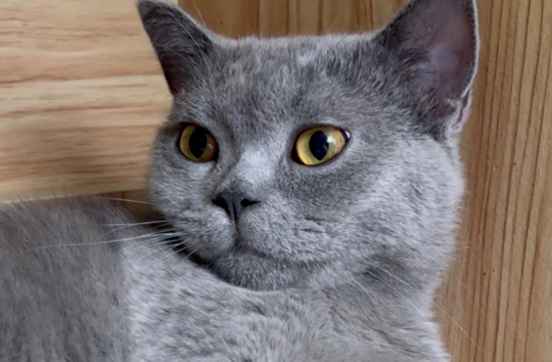 猫吃冻干后没消化就吐出来了 猫吃冻干后没消化就吐出来了