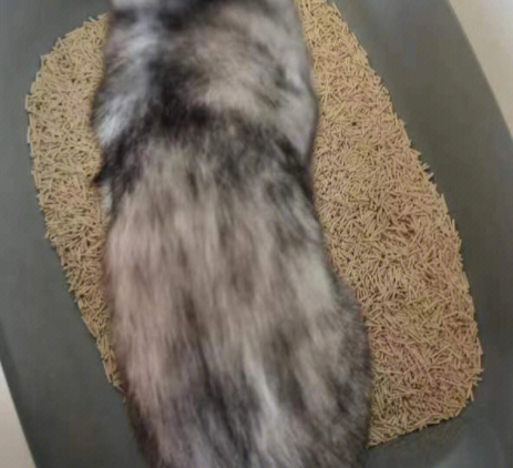 天然环保之选,有宠汇豆腐猫砂 天然环保之选,有宠汇豆腐猫砂