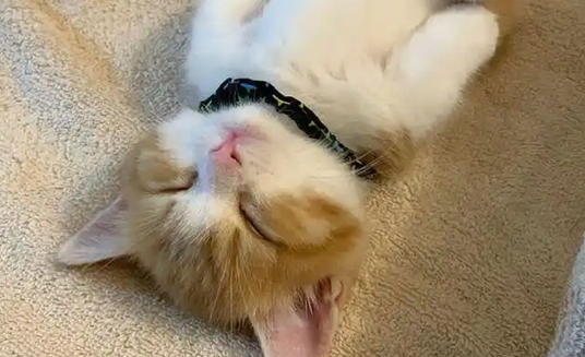 猫睡觉喜欢蜷缩还是伸展