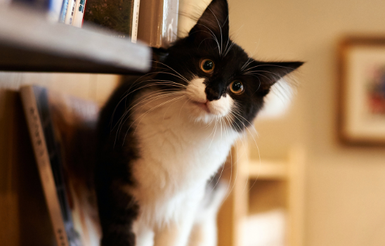 猫咪换牙时牙龈红肿正常吗？