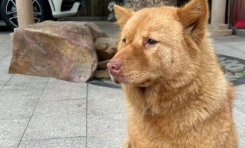 狗的后腿站不起来怎么办