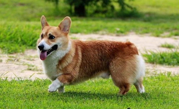 威尔斯柯基犬的养成秘籍：你绝不能错过的注意事项！