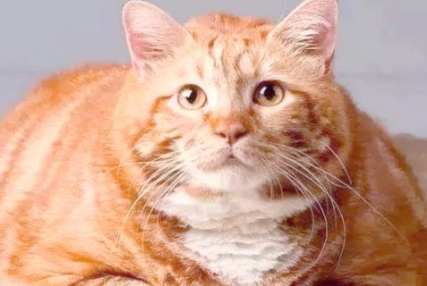 猫咪发腮时饮食要注意什么? 猫咪发腮时饮食要注意什么?