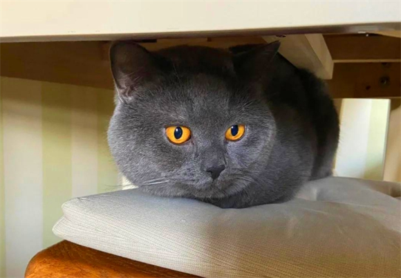 猫咪驱虫去宠物店还是医院