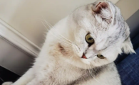 猫羊水破了最晚多久生孩子