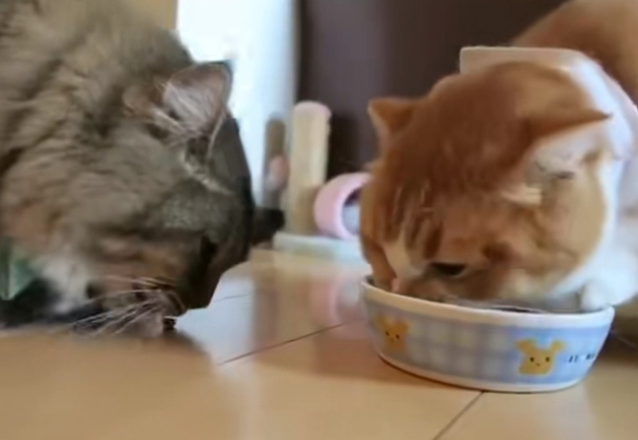 挑食猫咪猫粮推荐:渴望六种鱼全价猫粮,用深海营养唤醒挑剔味蕾 挑食猫咪猫粮推荐:渴望六种鱼全价猫粮,用深海营养唤醒挑剔味蕾