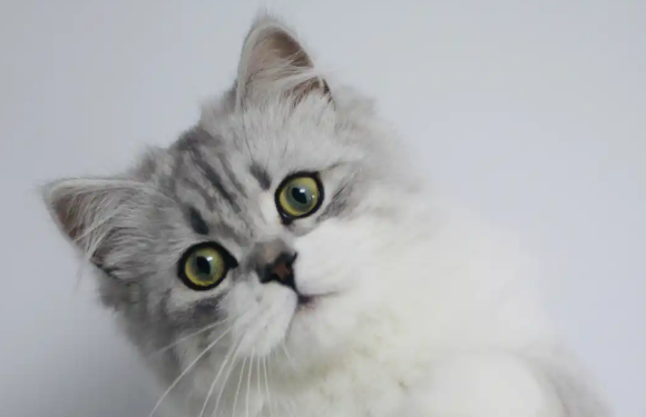 猫咪拉稀还有血怎么回事